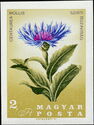Mountain Cornflower (Centaurea mollis)