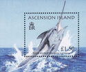 Blue Marlin (Makaira nigricans)