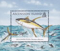 Yellowfin Tuna (Thunnus albacares)