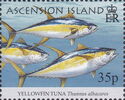Yellowfin Tuna (Thunnus albacares)