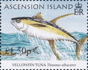 Yellowfin Tuna (Thunnus albacares)