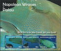 Napoleon Wrasses of Palau