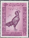 Afghan Rooster (Gallus gallus domesticus)