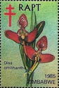 Disa ornithantha