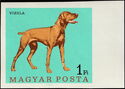 Magyar Vizsla (Canis lupus familiaris)