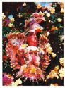 Small-scale Scorpionfish (Scorpaenopsis oxycephala)