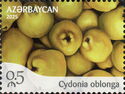 Quince (Cydonia oblonga)