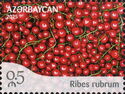 Red Currant (Ribes rubrum)