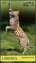 Serval (Leptailurus serval)