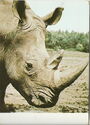 Chorzów - Silesian Zoological Garden / Nosorożec