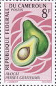 Avocado (Persea americana)