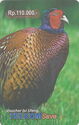 Pheasant