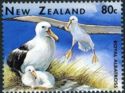 Northern Royal Albatross (Diomedea epomophora sanfordi)