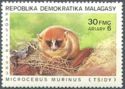 Gray Mouse Lemur (Microcebus murinus)