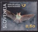 Bechstein's Myotis (Myotis bechsteinii)