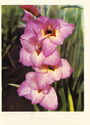 Gladiolus