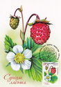 Woodland Strawberry (Fragaria vesca)