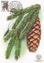 European Spruce (Pice abies)