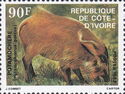 Red River Hog (Potamochoerus porcus)