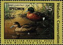 Chestnut teal (Anas castanea)