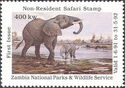 African bush elephant (Loxodonta africana)