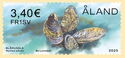 Blue Mussel (Mytilus edulis)