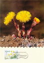 020. Coltsfoot (Tussilago farfara)