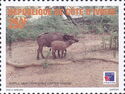 African Forest Buffalo (Syncerus caffer nanus)