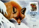 047. Red Fox (Vulpes vulpes)