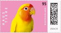 Lovebird - Agapornis