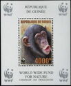 Chimpanzee