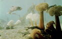 Victoria. Undersea Garden. Rat Fish and Sea Anemones