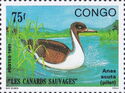 Northern Pintail (Anas Acuta)