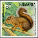 Northern Amazon Red Squirrel (Sciurus igniventris)