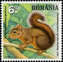 Northern Amazon Red Squirrel (Sciurus igniventris)