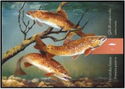 Brown Trout (Salmo trutta)