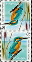 Kingfisher (Alcedo atthis)
