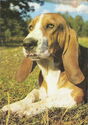 Basset hound