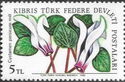 Cyclamen