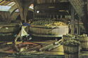 Codorniu. the pressing of the grapes
