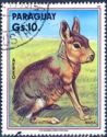 Patagonian Mara (Dolichotis patagonum)