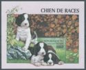 English Springer Spaniel (Canis lupus familiaris)