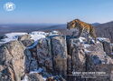 Photo Contest "The Most Beautiful Country" Spotted Wanderer. Far Eastern Leopard