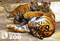 Toronto. Toronto Zoo, Siberian Tigers