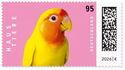 Lovebird - Agapornis