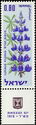 Blue Lupine (Lupinus pilosus)