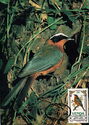 White-browed Robin-chat (Cossypha heuglini)