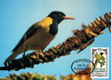 Black-headed Oriole (Oriolus larvatus)