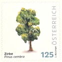 Swiss Pine (Pinus cembra)