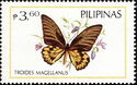 Magellan Birdwing (Troides magellanus)
